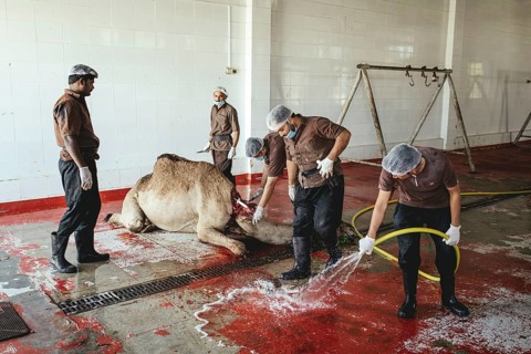 Camel slaughter (halal), Salalah slaughterhouse, Dhofar, Oman, Asia