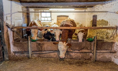 Feeding in the cowshed historical