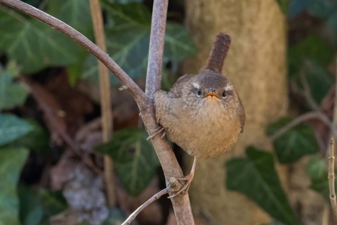 Close-up of a wren (Troglodytes troglodytes) on a branch, surrounded by green foliage, frontal