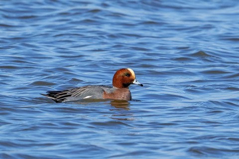 Eurasian wigeon, European wigeon (Mareca Penelope, Anas penelope) male dabbling duck swimming in