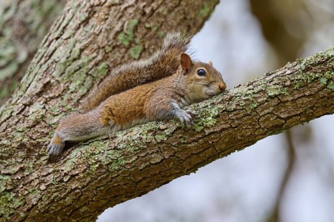American grey squirrel (Sciurus carolinensis), lying relaxed on a tree branch covered with moss,