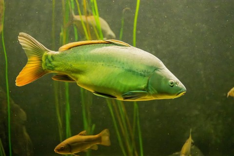 Common carp (Cyprinus carpio) floating above aquatic vegetation, Bavaria, Germany, Europe