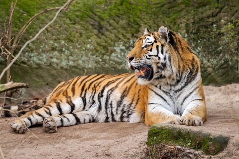 Siberian tiger (Panthera tigris tigris) lying in a forest, captive, incidence in Russia and