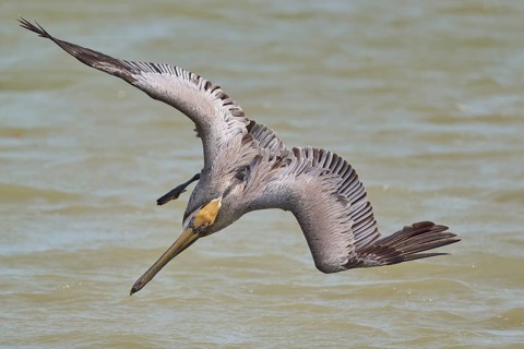Brown Pelican, (Pelecanus occidentalis), Brown Pelican, fishing in the sea in a dynamic hunting