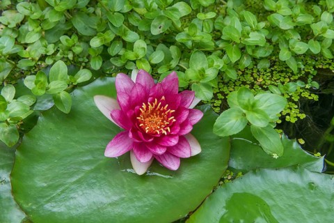Red water lily (Nymphaea) on green leaves in a pond, duckweed, Baden-Württemberg, Germany, Europe