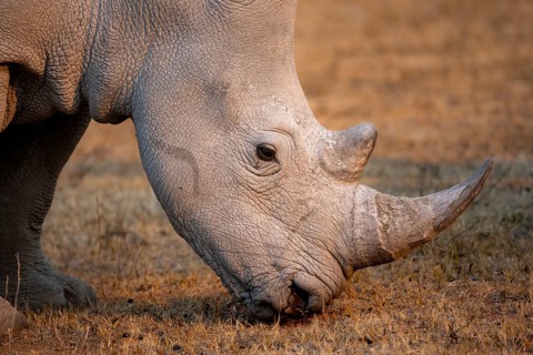 Southern white rhinoceros (Ceratotherium simum simum), rhino grazing in the evening light, animal