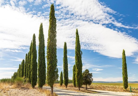 Avenue of cypress trees (Cupressus sempervirens) near Siena, Tuscany, Italy, Europe