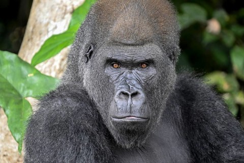 Western lowland gorilla (Gorilla gorilla gorilla), portrait, Réserve Lésio-Louna nature reserve,