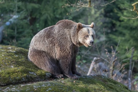 One female Eurasian brown bear (Ursus arctos arctos) resting on a mossy rock. Green vegetation in