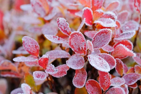Autumn-coloured blueberry bushes covered with hoarfrost, autumn in the Swiss Alps