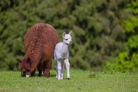 One brown female Alpaca (Vicugna pacos) stands with her young on a fresh green meadow . A green