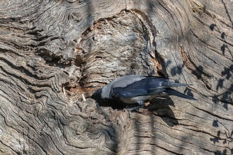 One hooded crow (Corvus cornix), picking for food in the bark of a tree in bright sunlight