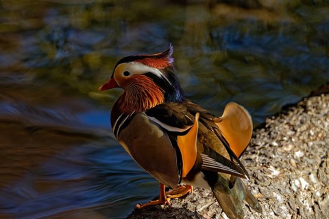 Mandarin duck (Aix galericulata), male, side view, standing on tree trunk, Hechtsee, Kufstein,