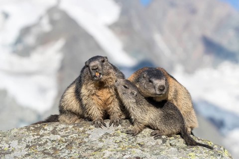 One young Alpine Marmot, Marmota marmota, begging for food. Licking the snout of his mom.