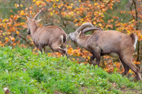 A male ibex (Capra ibex) stands behind a female on a green meadow on a cloudy day and checks