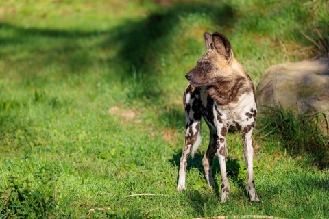 An African Wild Dog, Lycaon pictus, stands on a green meadow in bright sunlight, watching something