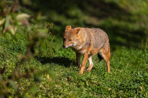 One golden jackal (Canis aureus) walking on green grass on a sunny day