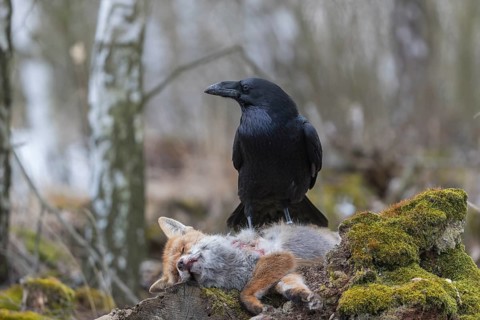 One common raven (Corvus corax), feeding on the carcass of a red fox lying on stones in a forest of