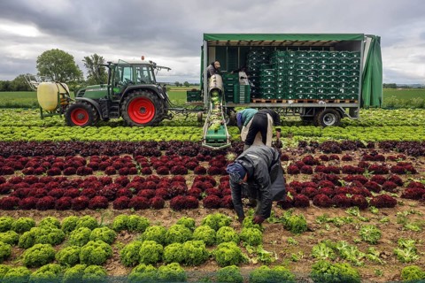 Soest, Sauerland, North Rhine-Westphalia, Germany - Vegetable cultivation, harvest helpers