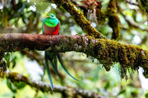 Quetzal (Pharomachrus mocinno), Trogons (Trogonidae), Central Mountain Range, San Jose Province,