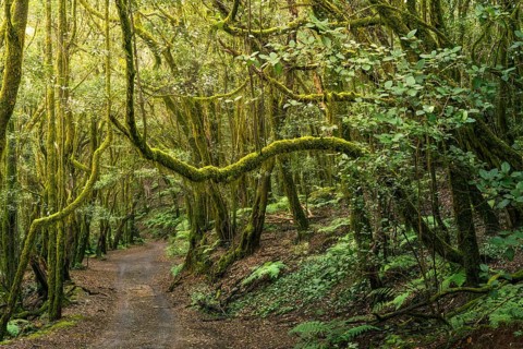 Hiking trail in the laurel forest. Trees with moss. Garajonay National Park, La Gomera, Canary
