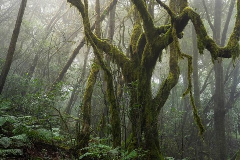 Laurel trees with mosses and lichens in the cloud forest. Foggy weather. Garajonay National Park,