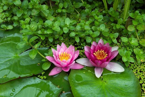Red and pink water lilies (Nymphaea) on green leaves in a pond, duckweed, pink, Baden-Württemberg,