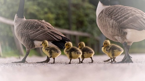 Canada goose goslings (Branta canadensis) four with their parents crossing a gravel path, adult