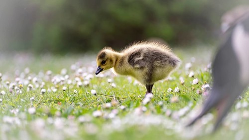 Canada goose chick (Branta canadensis) running through grass and daisies, looking for food,