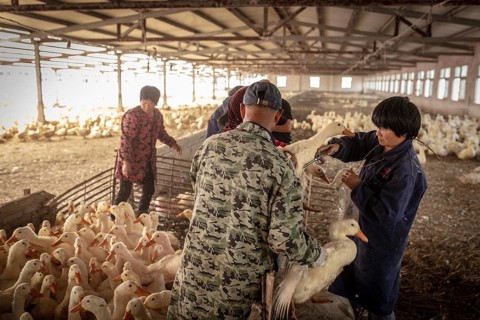 Ducks being vaccinated at the duck breeding centre Jiang Su Xiang Gui Breeding Co. Ltd, Xiang Shui