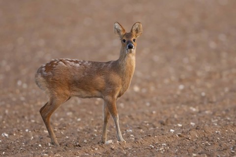 Chinese water deer (Hydropotes inermis) adult animal standing in a farmland field, England, United