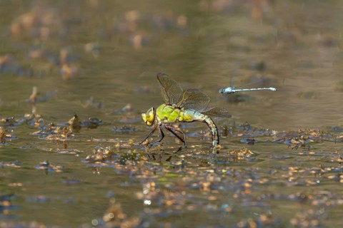 Emperor dragonfly (Anax imperator) adult female insect laying eggs in a pond in the summer,