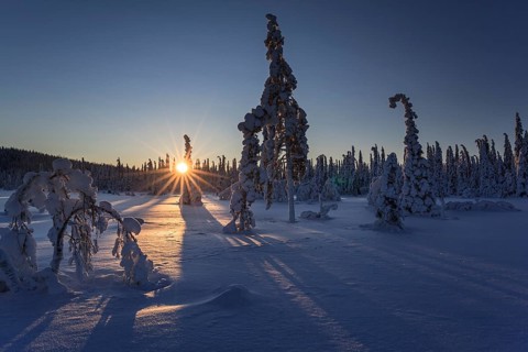 Snow-covered trees, sunrise, morning light, sunbeams, winter, near Gällivare, Lapland, Sweden,