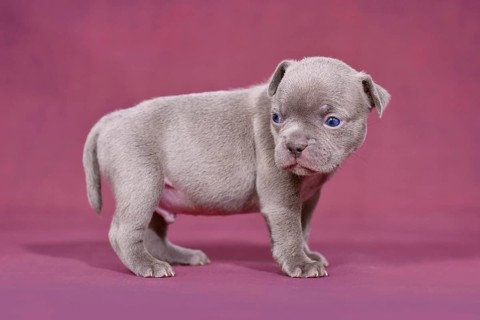 Cute young purebred French Bulldog puppy with long nose and tail in front of purple studio