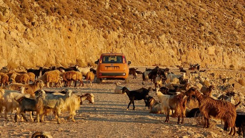 A car drives through a road with a herd of goats in a rocky coastal landscape, sheep (e) or goat