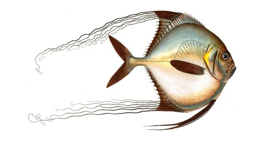 Fish, Fish, Fish genus from the Zeidae family, Zeus ciliaris, long-haired mirror fish, Historical,