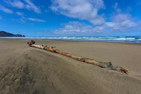 Driftwood on a sandy beach against a cloudy sky, Bethells Beach, Te Henga, Auckland, New Zealand,