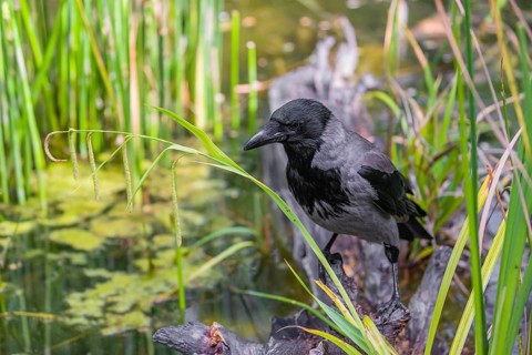 An adult hooded crow (Corvus cornix), sits on a branch in a garden pond