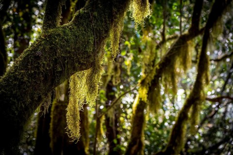 Laurel trees with mosses and lichens, Garajonay National Park, La Gomera, Canary Islands, Spain,