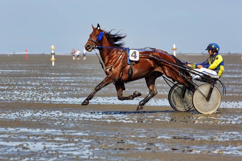 Horse with sulky, trotter, horse-drawn carriage, trotting race in the mudflats, Duhner Wattrennen