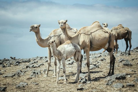 Camels (camelus dromedarius) grazing on a plateau on a cliff, Dalkut, Dhofar, Oman, Asia