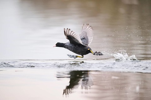 Eurasian coot (Fulica atra) starts flying on a lake, Bavaria, Germany, Europe