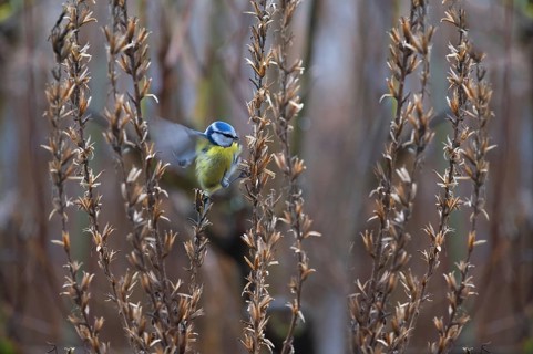 Great tit (Parus major) at the seed head of an evening primrose, Bavaria, Germany, Europe