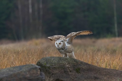 One Siberian Eagle Owl (Bubo bubo sibiricus) landing on a rock between tall reed grass lakeshore on