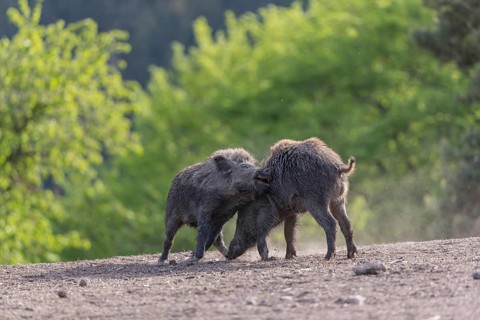 Two young wild boar or wild pig (Sus scrofa), play fighting on an opening, with a green forest in