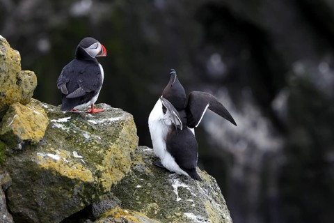 One Razorbill (Alca torda) standing on a coastal cliff in Latrabjarg, Iceland. A puffin in the
