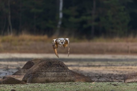 One Siberian Eagle Owl (Bubo bubo sibiricus) flying over a dry lakeshore on an autumnal misty cold