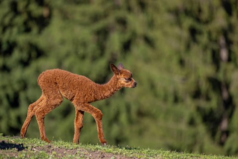Brown female Alpaca (Vicugna pacos) with her newborn standing in green grass, with a green forest