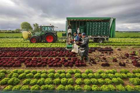Soest, Sauerland, North Rhine-Westphalia, Germany - Vegetable cultivation, harvest helpers