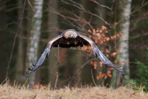 Golden eagle in flight (Aquila chrysaetos) Bavaria, Germany, Europe